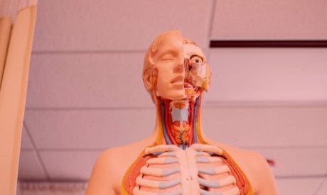 QUIZ: ¿Cuánto sabes de tú anatomía?