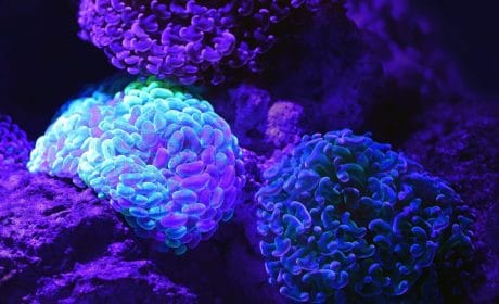 QUIZ: ¿Qué tan bien estás en biología y ciencia?