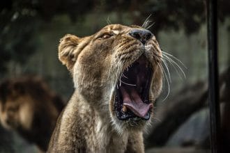 ¿Cuál es el animal más agresivo del mundo?