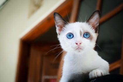 sabemos que AMAS a los gatos