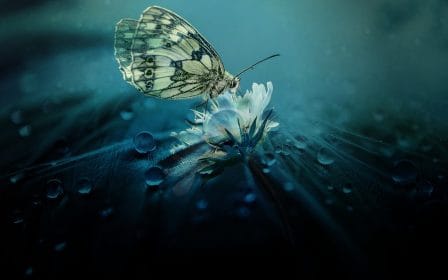 ¿Qué tan bien conoces a los insectos?