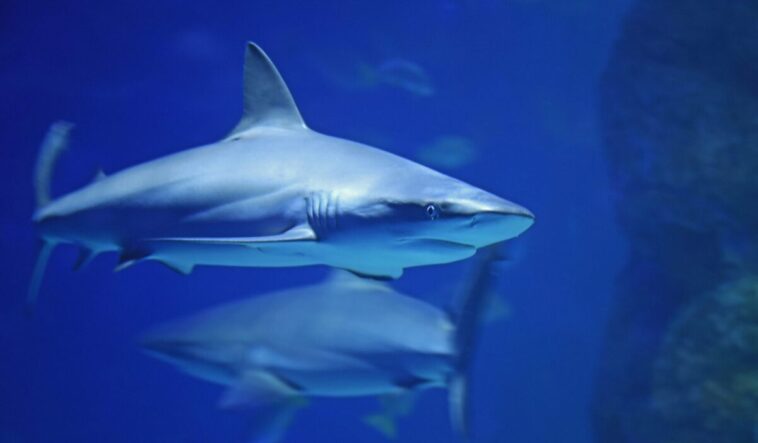 QUIZ: ¿Cuánto sabes de los tiburones?