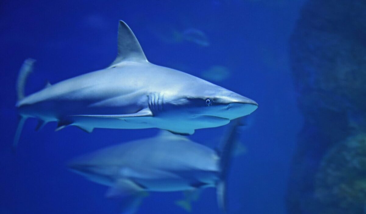 QUIZ: ¿Cuánto sabes de los tiburones?