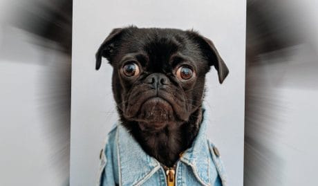 QUIZ: 15 preguntas de verdadero o falso del reino animal