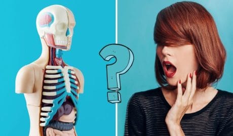 QUIZ: Solo el 24% logra pasar este test de la anatomía del cuerpo humano
