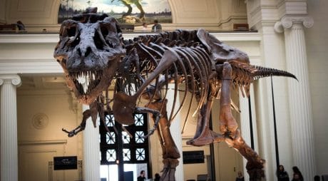 QUIZ: ¿Cuanto sabes de los dinosaurios?