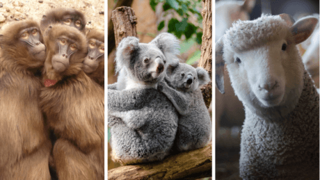 Sabemos que amas a los animales