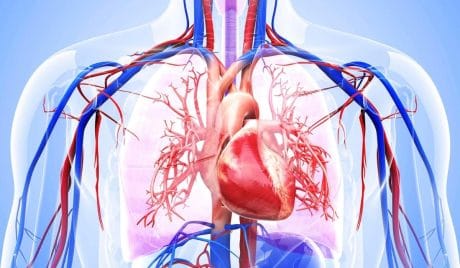 QUIZ: ¿Cuánto conoces tu sistema circulatorio?