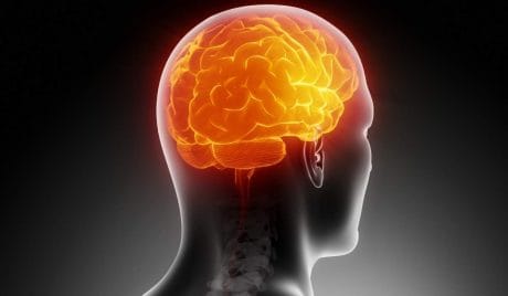 Quiz de anatomía: ¿Piensas que eres inteligente?