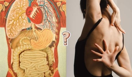 QUIZ: Anatomía humana