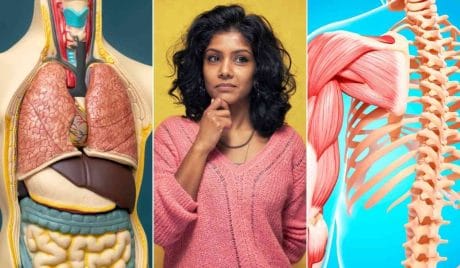 ¿Eres un experto en anatomía?