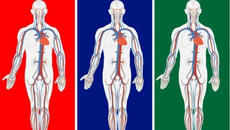 QUIZ: Pon a prueba tus conocimientos en anatomía