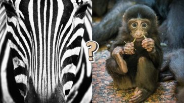QUIZ: ¿Qué tan bien estás en conocimiento del reino animal?