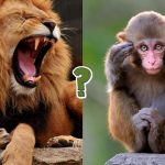 QUIZ: 15 datos curiosos sobre el reino animal