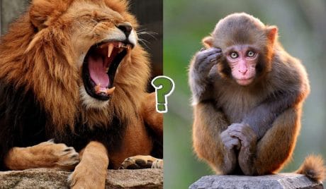 QUIZ: 15 datos curiosos sobre el reino animal