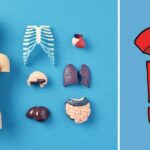 QUIZ: 15 preguntas sobre la anatomía de los huesos humanos