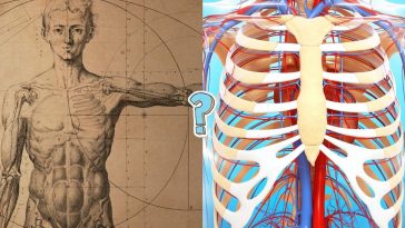 Quiz de anatomía: ¿Cuánto conoces del cuerpo humano?