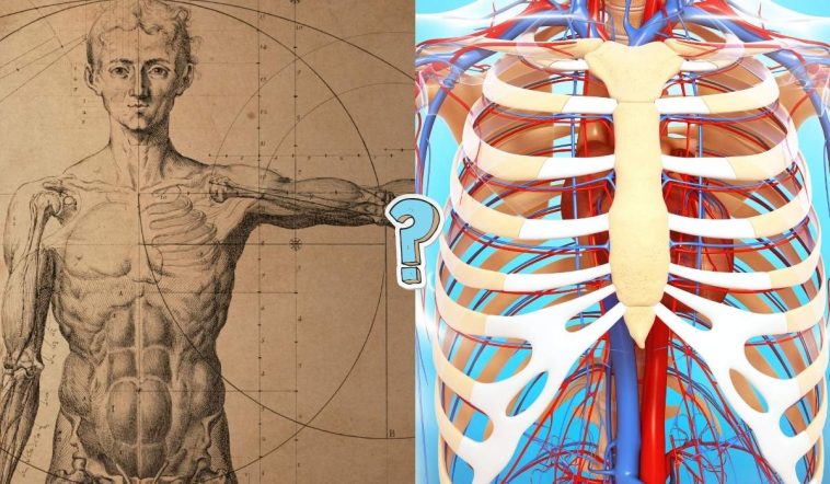 Quiz de anatomía: ¿Cuánto conoces del cuerpo humano?