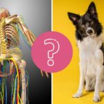 QUIZ: ¿Podrás responder todas estas preguntas sobre el cuerpo humano y el reino animal?