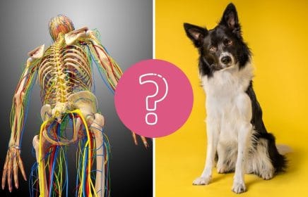 QUIZ: ¿Podrás responder todas estas preguntas sobre el cuerpo humano y el reino animal?