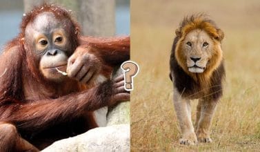 QUIZ Desafío sobre el reino animal