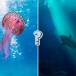 QUIZ: 12 misterios de las profundidades del océano