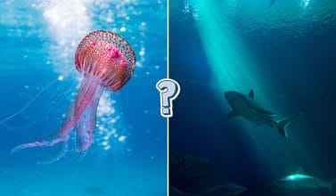 QUIZ: 12 misterios de las profundidades del océano