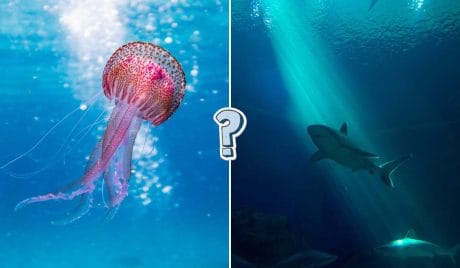 QUIZ: 12 misterios de las profundidades del océano