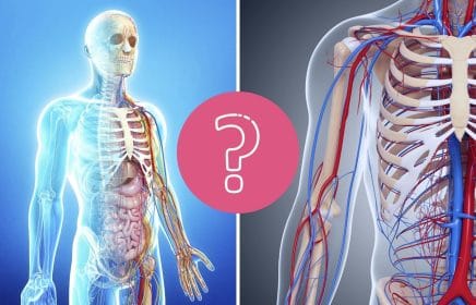 QUIZ: ¿Una simple prueba de anatomía? No realmente