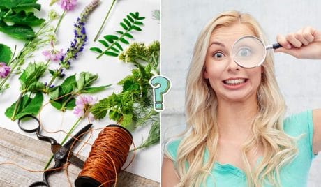 Quiz. ¿Qué tanto sabes de biología?