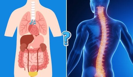 Si eres un experto en anatomía, seguramente obtendrás todos los puntos