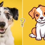 Test razas de perros