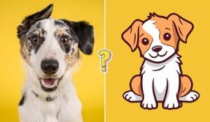 Test razas de perros