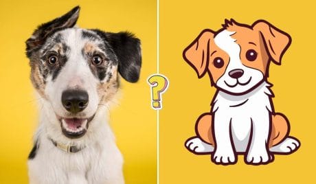 Test razas de perros