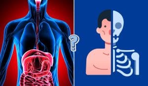 QUIZ: ¿Qué tanto conoces el cuerpo humano?