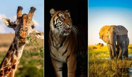 Reto del reino animal: ¿Cuánto sabes realmente?