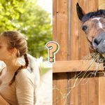 Test: ¿Cuánto sabes de caballos?
