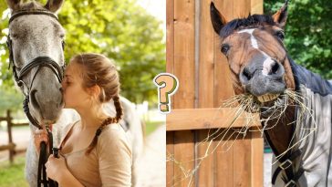 Test: ¿Cuánto sabes de caballos?