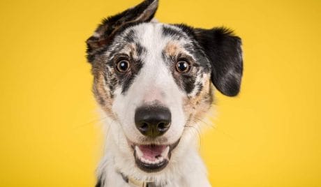 QUIZ: ¿Cuánto sabes sobre los animales?
