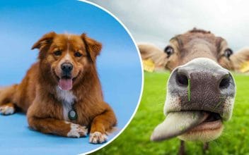 Quiz - Test de animales