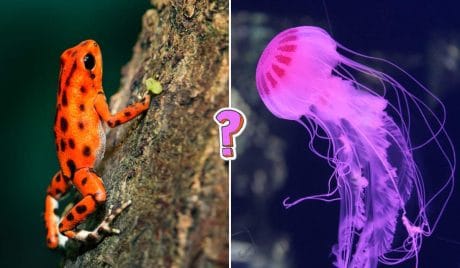 QUIZ: ¿Cuánto sabes de biología?