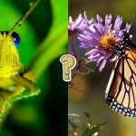 QUIZ: ¿Cuánto sabes sobre los insectos?