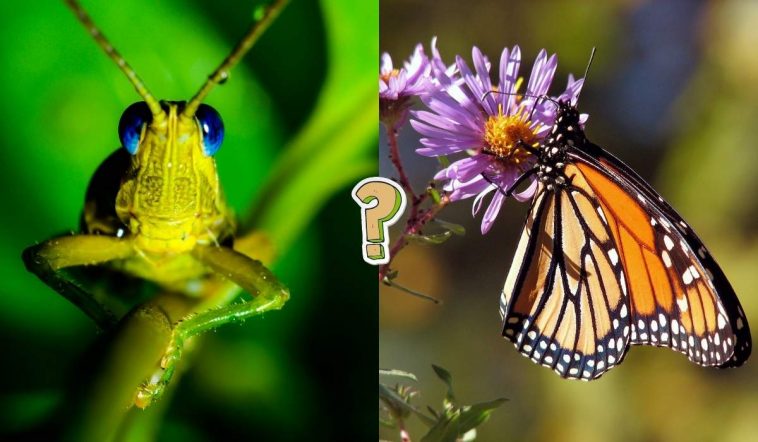 QUIZ: ¿Cuánto sabes sobre los insectos?