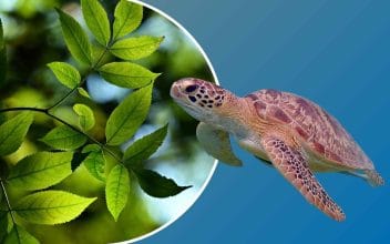 Trivia - Cuánto sabes de biología