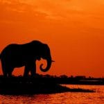 Animales salvajes para un test del reino animal verdadero o falso