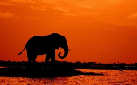 Animales salvajes para un test del reino animal verdadero o falso