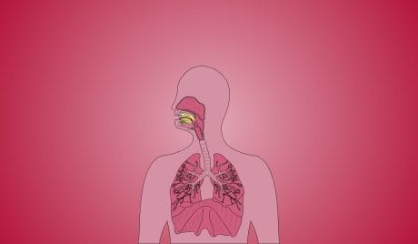 Solo el 11% pasa este test de anatomía humana