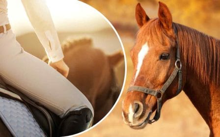 Test: ¿Cuánto sabes de caballos?